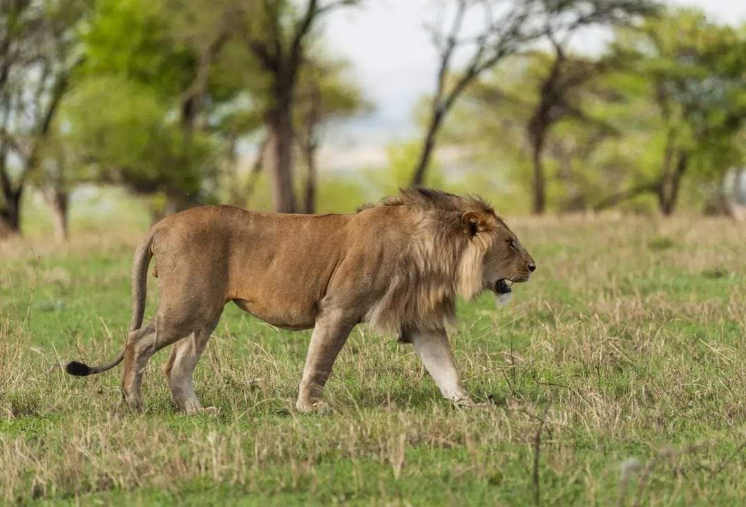 Tanzania 8 Days Lodge Safari